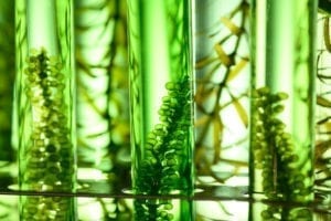algae biofuel tube in biotech laboratory
