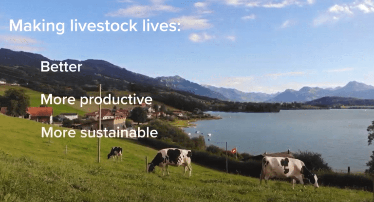 Screenshot of cows from Native Microbials case study video