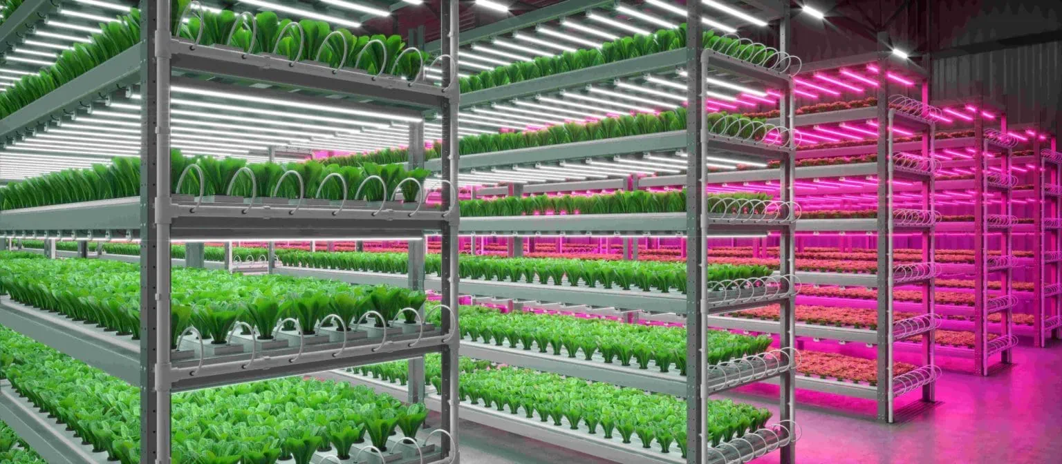 Foto eines hydroponischen Anbausystems für Innenräume